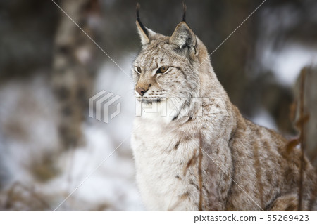 Lynx sitting in the winter forest 55269423