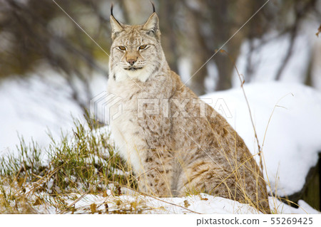 Beautiful lynx cat sitting in the winter forest 55269425