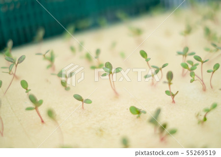 Seeds prepared for hydroponic vegetables. Seeds prepared for hydroponic vegetables. 55269519