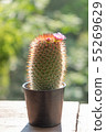 Succulents or cactus in pot on the wood table. 55269629