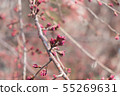 Bud of Sakura (Cherry blossoms). 55269631