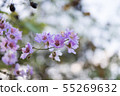 Pride of India or Queen's flower. 55269632
