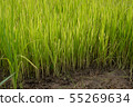 Rural agriculture field cultivating with green 55269634