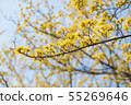 Cornus officinalis sieb. 55269646