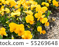 Yellow viola flower in the garden. 55269648