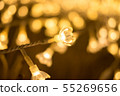 Closeup of flower shaped LED lights in Nabana No 55269656