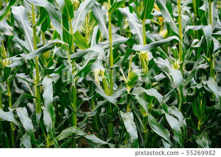Corn field Corn field 55269982