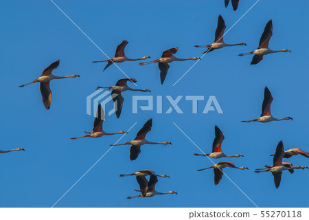 Flamingos flock in flight. Flamingos flock in flight. 55270118