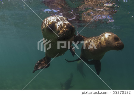 Sea lion,Female,Otaria flavescens, Patagonia Sea lion,Female,Otaria flavescens, Patagonia 55270182