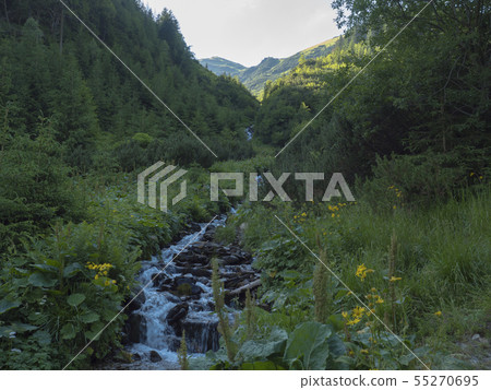 Beautiful mountain stream cascade flows between lush green fern leaves and yellow flowers, spruce Beautiful mountain stream cascade flows between lush green fern leaves and yellow flowers, spruce 55270695