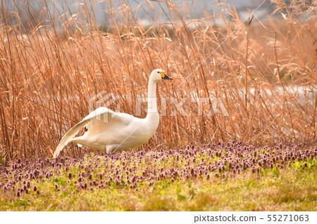 Spring of Luohu Spring of Luohu 55271063