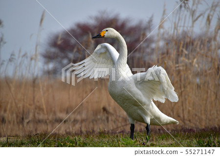 Spring of Luohu 55271147