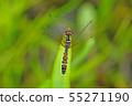 Nannophya矮 55271190