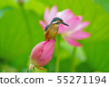 翠鳥 55271194
