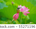 翠鳥 55271196
