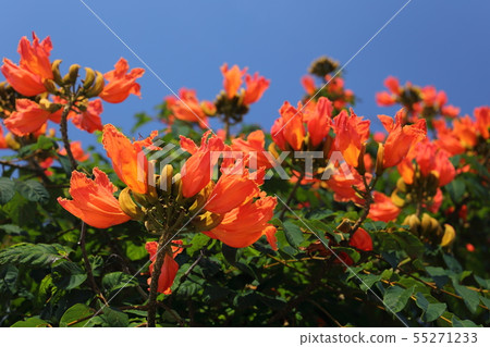 Kaenboku Kaenboku 55271233