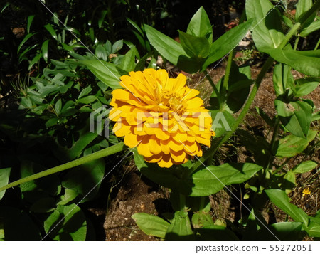 萬壽菊 萬壽菊 55272051