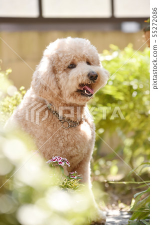 標準貴賓犬 標準貴賓犬 55272086