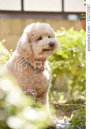 標準貴賓犬 標準貴賓犬 55272087