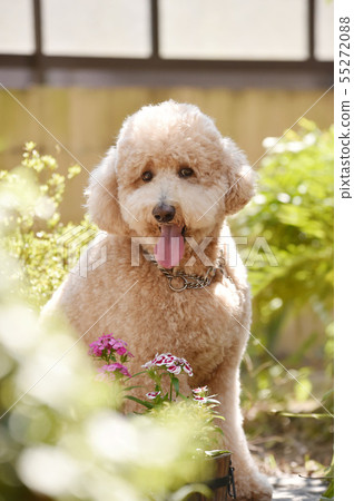 標準貴賓犬 標準貴賓犬 55272088