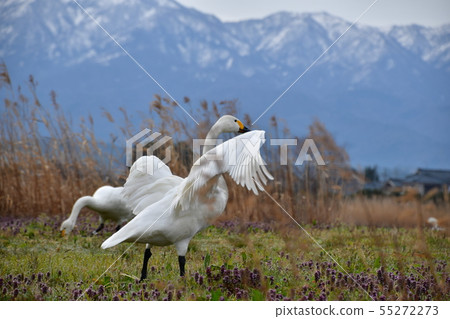 羅湖之春 羅湖之春 55272273
