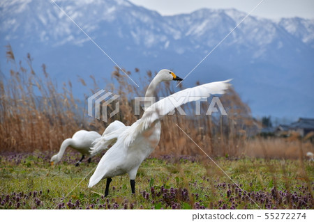 羅湖之春 羅湖之春 55272274