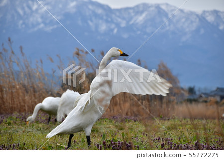 羅湖之春 羅湖之春 55272275