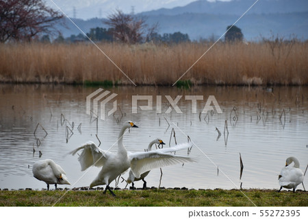 Spring of Luohu Spring of Luohu 55272395