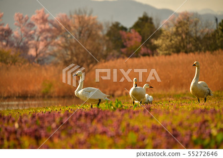 Spring of Luohu Spring of Luohu 55272646