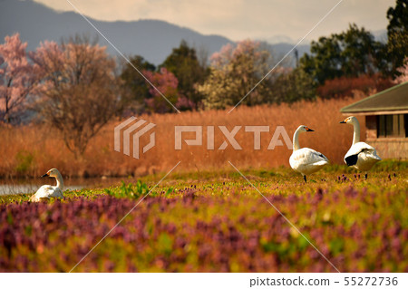 羅湖之春 55272736