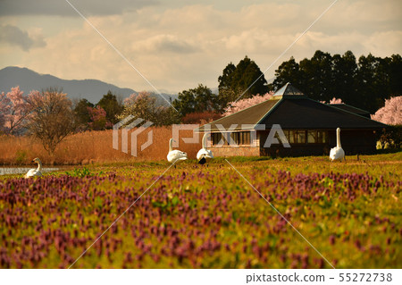 Spring of Luohu 55272738