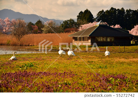 Spring of Luohu 55272742