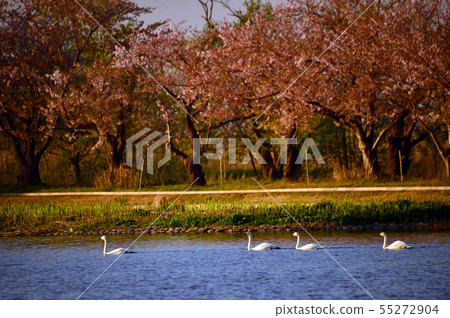 Spring of Luohu 55272904