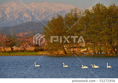 羅湖之春 55272956