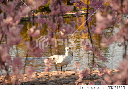 Spring of Luohu Spring of Luohu 55273225