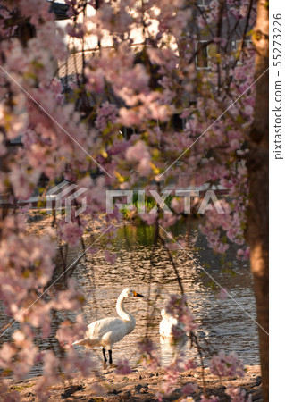 羅湖之春 55273226