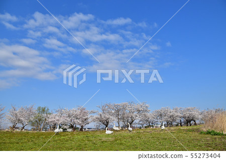 羅湖之春 羅湖之春 55273404