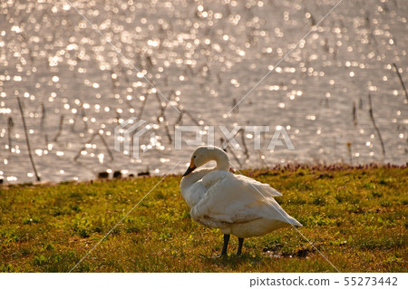 Spring of Luohu Spring of Luohu 55273442