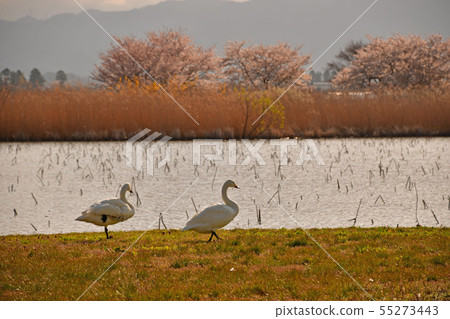 Spring of Luohu 55273443