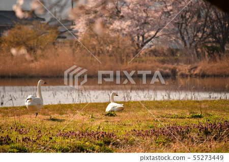 羅湖之春 55273449