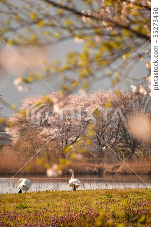 Spring of Luohu 55273450