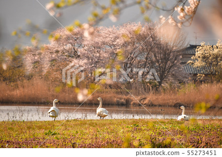 Spring of Luohu Spring of Luohu 55273451