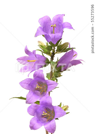 Campanula Campanula 55273596