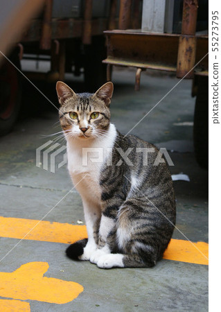You 10 years ago 2. A local cat with a brown and white head in the Osashi constellation You 10 years ago 2. A local cat with a brown and white head in the Osashi constellation 55273795