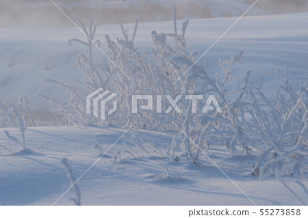 冰花 冰花 55273858