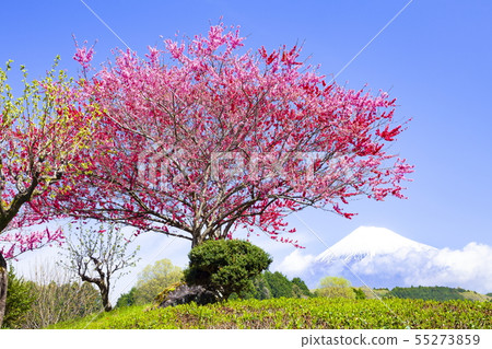 靜岡縣富士市大濠山富士山和花園 靜岡縣富士市大濠山富士山和花園 55273859