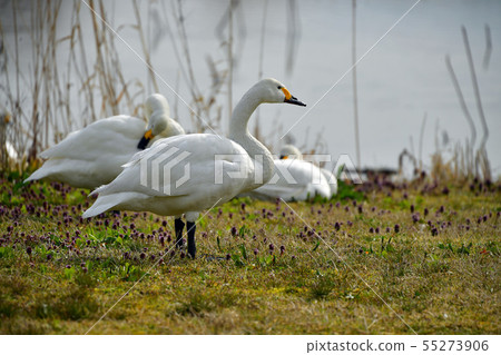 羅湖之春 羅湖之春 55273906