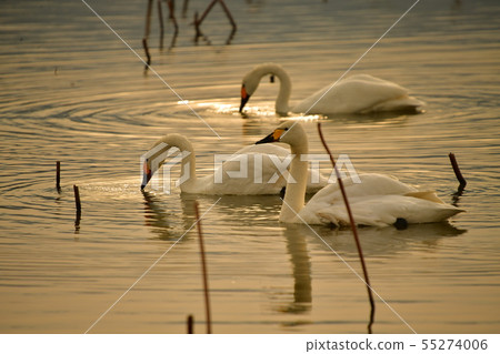 Spring of Luohu Spring of Luohu 55274006