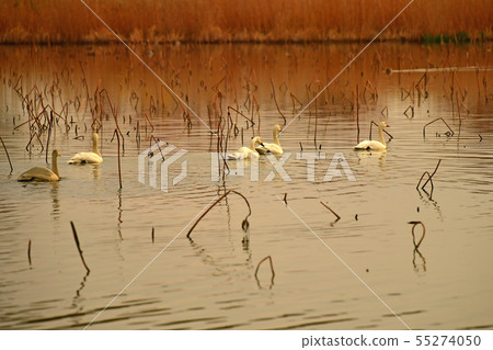 羅湖之春 55274050