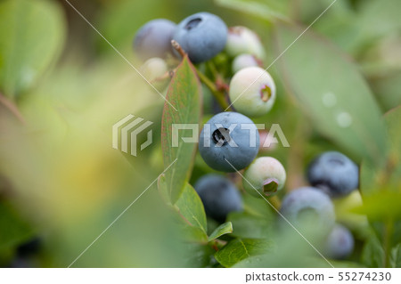 It was about to eat, blueberry It was about to eat, blueberry 55274230